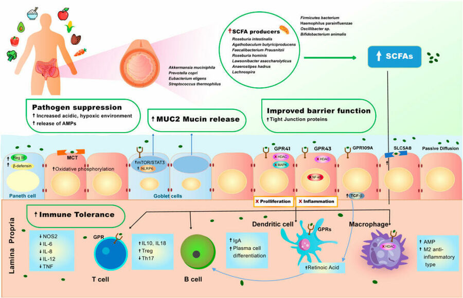 Imagem Efeito-da-Dieta-Vegetal-no-Microbioma-Intestinal